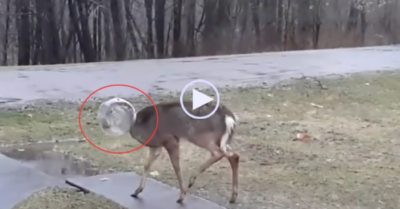 Video: Nai con mắc kẹt đầu vào hộp nhựa