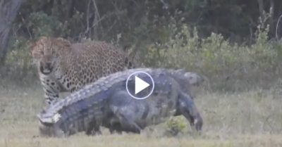 Video: Đang tấn công cá sấu dài 3 mét, báo đốm bất ngờ có hành động lạ