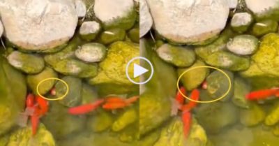 Video: Những chú cá vàng cứu đồng loại bị mắc kẹt giữa tảng đá