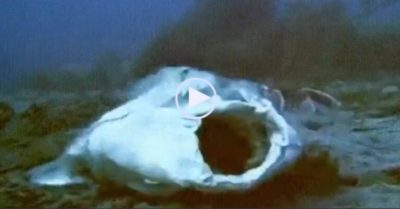 Video: Cá mập thiên thần tung cú đớp ‘nhanh như chớp’ lấy mạng con mồi xấu số