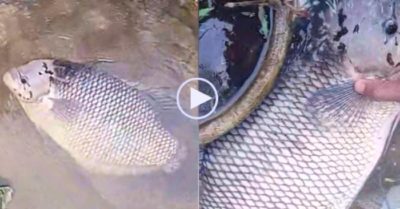 Video: Gia chủ sung sướng vì cá tai tượng khủng ghé thăm