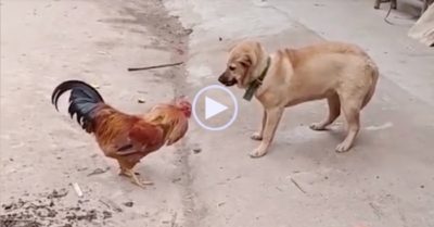 Video: Khoảnh khắc cho thấy ‘nuôi gà giữ nhà tốt hơn nuôi chó’
