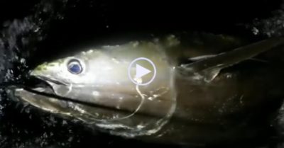 Video: Cần thủ câu được con cá ngừ ‘khổng lồ’ nặng hơn 400kg, giá lên tới 50 tỷ đồng