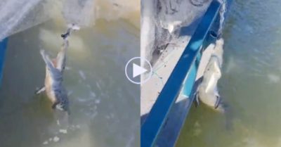 Video: Ngư dân dùng kìm giải cứu cá sấu mắc kẹt trong lưới