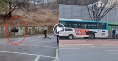 Video: Người dân địa phương hoảng hốt khi thấy đà điểu ‘dạo chơi’ trên phố