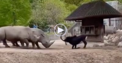 Video: Dê núi gan dạ đối đầu đẩy lui nhiều tê giác to lớn