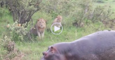Video: Hành động của hà mã sau khi bị đàn sư tử khiêu khích
