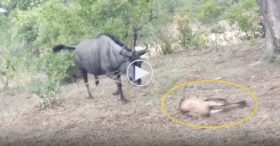Video: Linh dương mẹ lao tới đấu với báo hoa mai đoạt lại con non