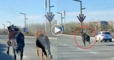 Video: Ngựa chạy đua với các phương tiện trên đường cao tốc