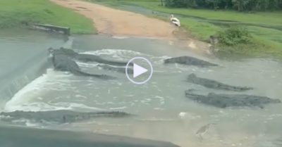 Video: Cá sấu lập ‘trạm thu phí’ khiến tài xế đi ngang ‘tim đập chân run’