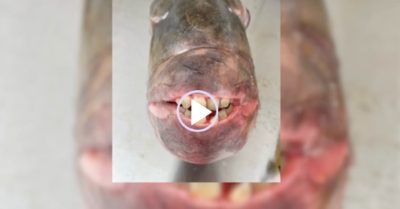 Video: Người đàn ông câu được con cá nặng 7,5kg có hàm răng giống người
