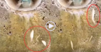 Video: Lạ lùng cá trèo lên đá, ngược dòng nước vượt vũ môn