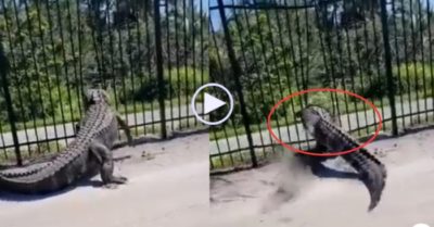 Video: Cá sấu dùng hết sức mạnh, bẻ cong hàng rào sắt để dễ đi lại