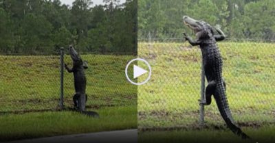 Video: Cá sấu trèo hàng rào như Ninja ‘vượt ngục’ ra bên ngoài