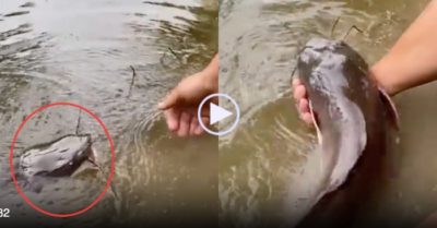 Video: Gia chủ âu yếm bón thức ăn vỗ béo cá trê khủng