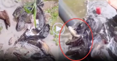 Video: Gia chủ giăng lưới khắp vườn bắt gần trăm cá rô trên cạn