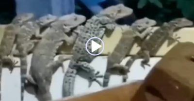 Video: Gia đình kỳ nhông ‘rủ nhau’ bám tường hóng chuyện hàng xóm