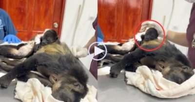 Video: Khỉ con vẫn ôm chặt lấy khỉ mẹ bị điện giật tử vong mãi không buông