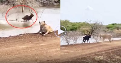 Video: Linh dương nyala mạnh mẽ khi đối mặt cá sấu và sư tử