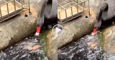 Video: Thiên nga đen ‘phục vụ’ thức ăn cho cá đến chơi