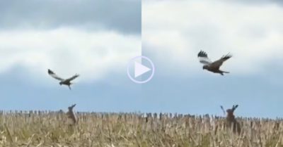 Video: Thỏ mẹ dũng cảm chống lại diều hâu