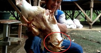 Video: Con g à 4 chân được trả 92 triệu đồng, người đàn ông vẫn không bán