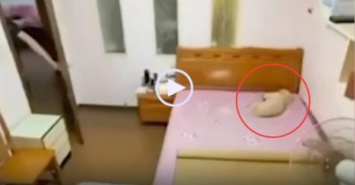 Video: Chó trải chiếu, bật quạt nằm hưởng thụ khi chủ vắng nhà