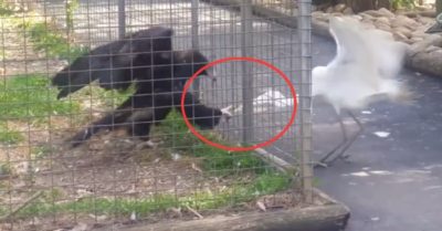 Video: Đại bàng bị nhốt trong chuồng dùng mồi nhử cò trắng sa bẫy