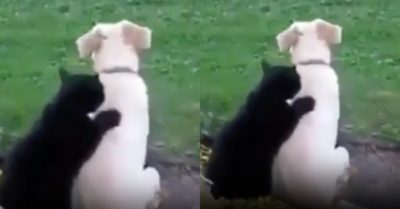 Video: Mèo đen vuốt ve an ủi chó trắng thất tình