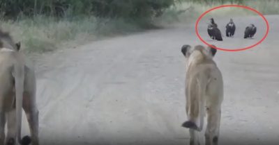 Video: Khi các loài động vật hoang dã cùng chung trên con đường