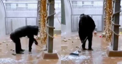 Video: Tinh tinh cầm cây chổi quét dọn chuồng thuần thục