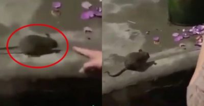 Video: Con chuột nhỏ đứng im nghe cô gái kể tội