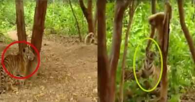 Video: Con hổ phát cáu khi bị khỉ giật đuôi, véo tai nhưng không làm được gì