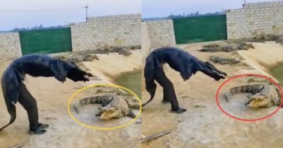 Video: ‘Rảnh rỗi sinh nông nổi’ chàng trai vào chuồng đi hù cá sấu