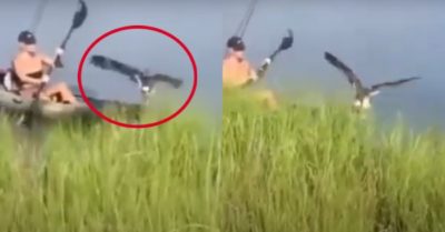 Video: Con đại bàng cầu cứu vì bị ngao kẹp chân