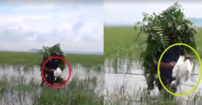 Video: ‘Bụi cây’ biết di chuyển tóm gọn cò