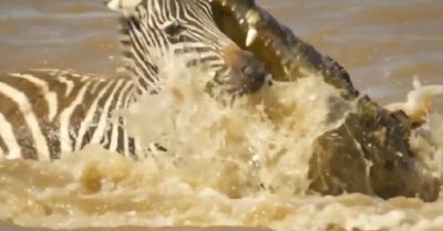 Video: Hành trình sang sông đầy nguy hiểm của ngựa vằn khi phải đối đầu với cá sấu và hà mã