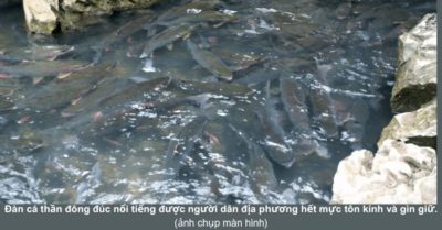 Suối cá Thần Cẩm Lương Cẩm Thuỷ –  Huyền bí và kỳ thú