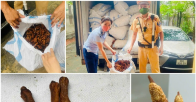 Phát hiện 1,4 tấn chân gà không rõ nguồn gốc đang vận chuyển vào Hà Nội