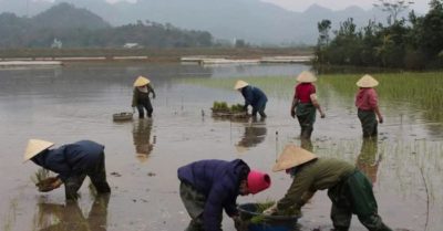 Mùa cấy tháng Năm: Quê hương một thời để nhớ