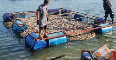 Quặn lòng nhìn 80 tấn cá sắp thu hoạch chết trắng trong hồ