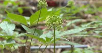 Tri thức dân gian về sâm ngọc linh được công nhận là di sản văn hóa phi vật thể quốc gia