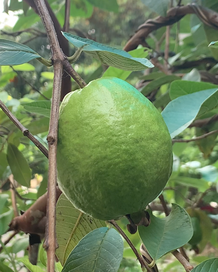 Làm như con ong
