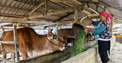 Người dân Điện Biên mất trắng đàn trâu bò vì sói hoang tấn công ban đêm