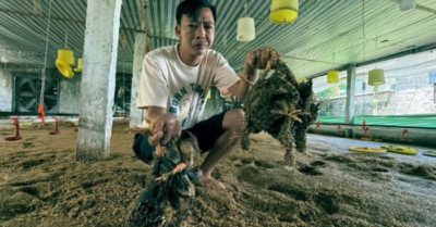 Nước lũ khiến gà chết hàng loạt ở Thanh Hóa, người nuôi trắng tay sau bão