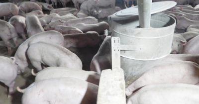 Tây Ninh phát hiện 2 ổ dịch tả heo châu Phi mới