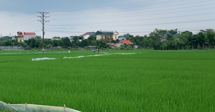 canh_dong_lua_que_huong