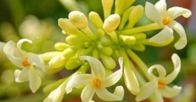 Công dụng của hoa đu đủ đực và lưu ý an toàn