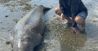 Dugong 300kg trôi dạt ở Côn Đảo