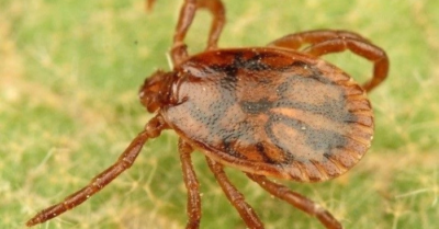 Wetland virus (WELV): Virus mới ở Trung Quốc có thể gây tổn thương não